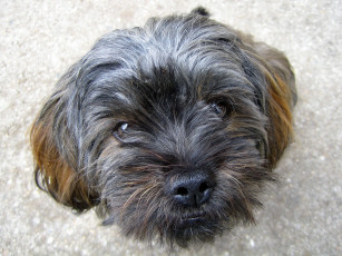 Картинка животные собаки