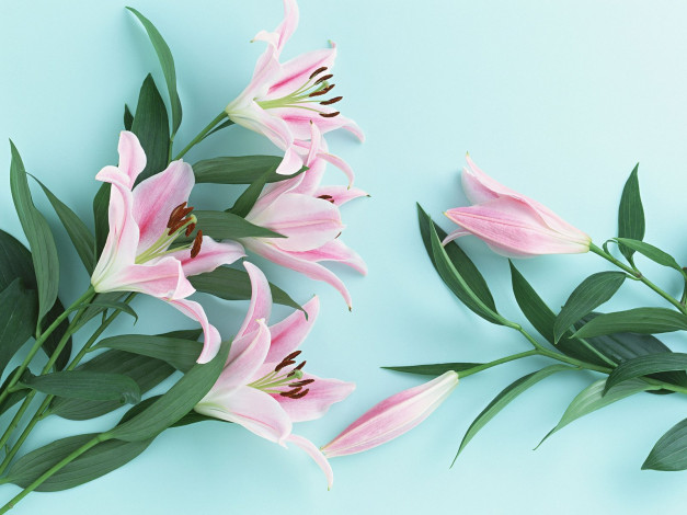 Обои картинки фото цветы, лилии, лилейники