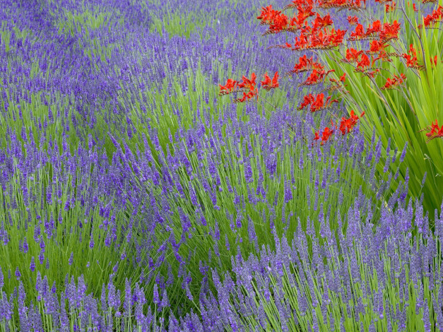 Обои картинки фото lavender, and, crocosmia, bainbridge, island, washington, цветы, лаванда