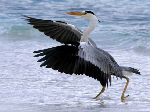 Обои картинки фото животные, цапли