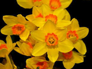 Картинка цветы нарциссы