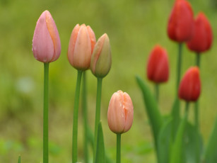 Картинка цветы тюльпаны