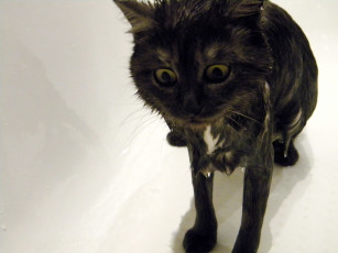 Картинка масяня животные коты