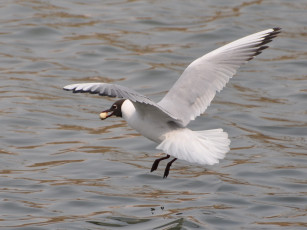 Картинка животные Чайки бакланы крачки