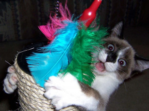 Картинка животные коты