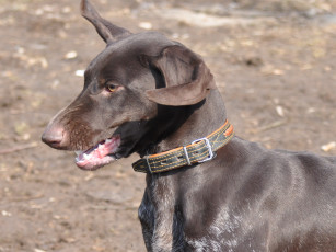 Картинка животные собаки