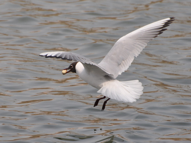 Обои картинки фото животные, Чайки, бакланы, крачки