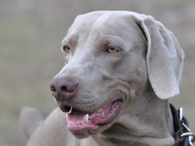 Обои картинки фото животные, собаки