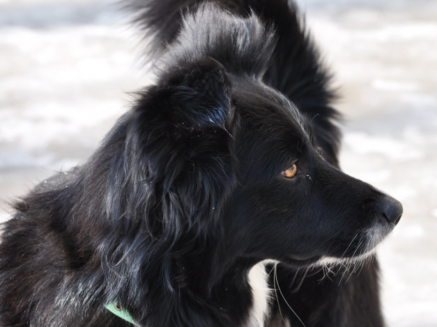 Обои картинки фото животные, собаки