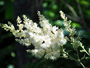Картинка цветы цветущие деревья кустарники