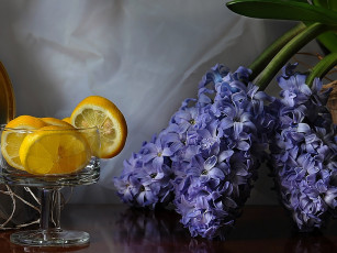 Картинка цветы гиацинты