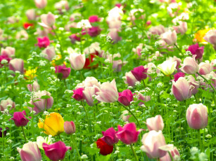 Картинка цветы разные вместе