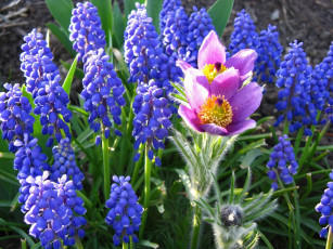 Картинка цветы разные вместе