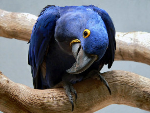 Картинка животные попугаи