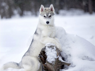 Картинка животные собаки