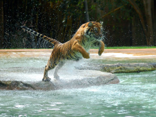 Картинка животные тигры