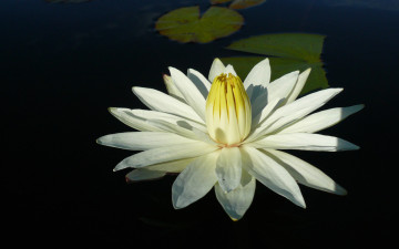 Картинка цветы лилии водяные нимфеи кувшинки