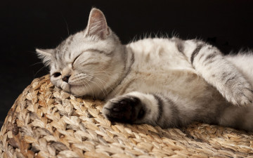 Картинка животные коты