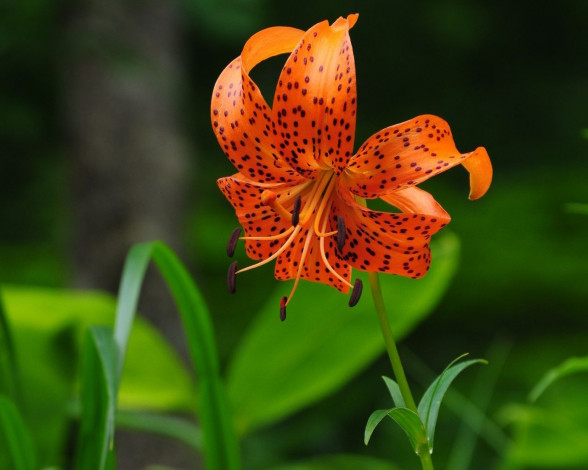 Обои картинки фото цветы, лилии, лилейники