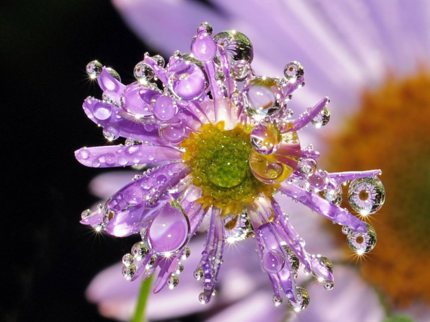 Обои картинки фото цветы