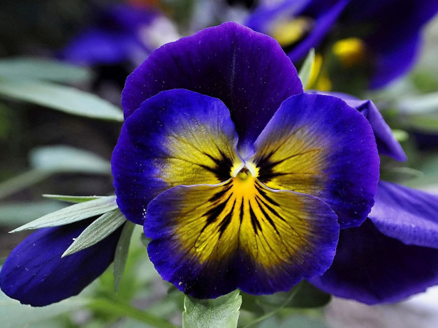 Обои картинки фото цветы, анютины, глазки, садовые, фиалки