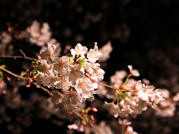 Обои картинки фото цветы, цветущие, деревья, кустарники