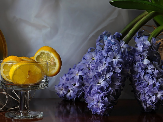 Обои картинки фото цветы, гиацинты