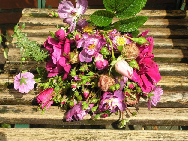 Обои картинки фото цветы, разные, вместе