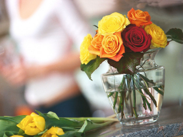 Обои картинки фото цветы, розы