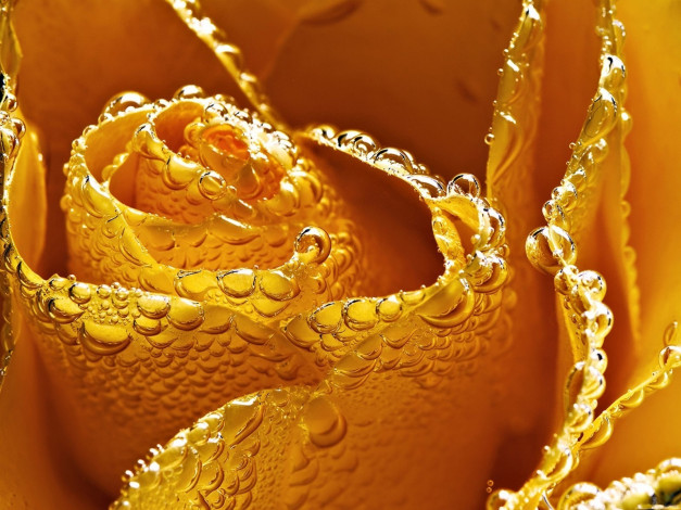 Обои картинки фото цветы, розы