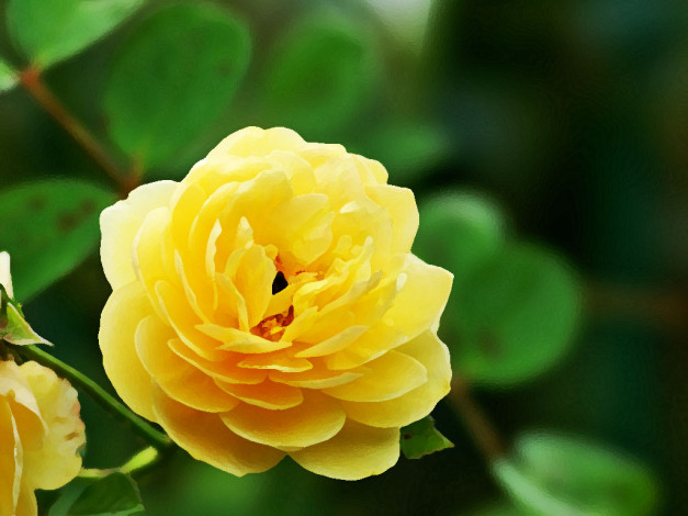 Обои картинки фото рисованные, цветы