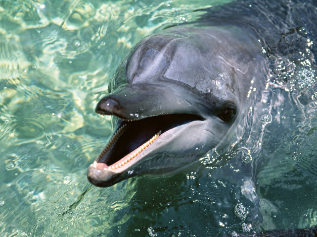 Обои картинки фото животные, дельфины