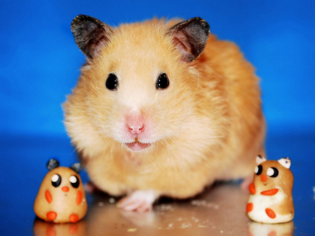 Обои картинки фото животные, морские, свинки, хомяки