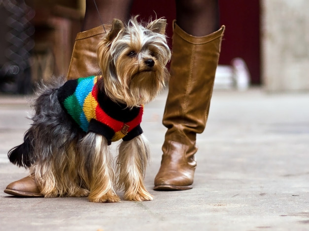 Обои картинки фото животные, собаки