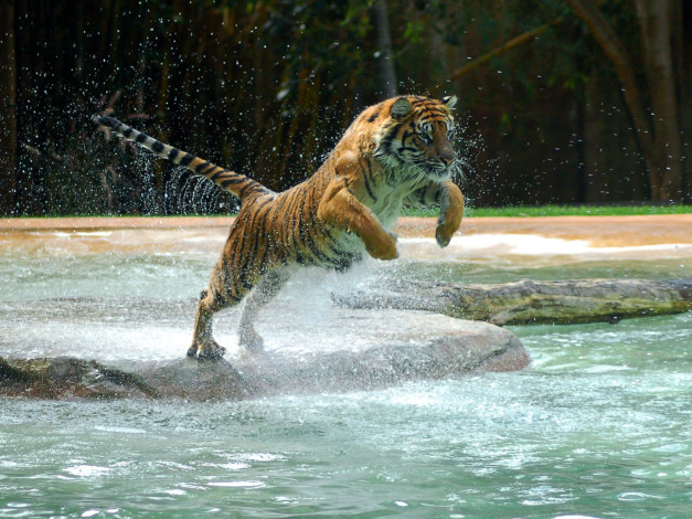 Обои картинки фото животные, тигры