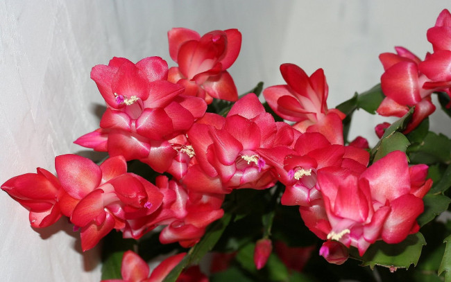 Обои картинки фото цветы, кактусы