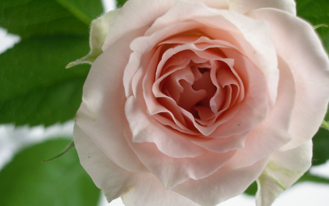 Обои картинки фото цветы, розы