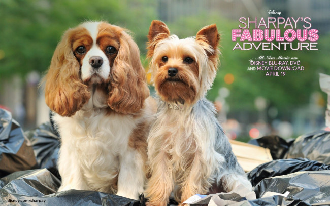 Обои картинки фото sharpay`s, fabulous, adventure, кино, фильмы