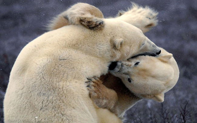 Обои картинки фото животные, медведи