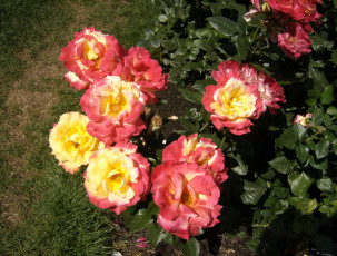 Картинка цветы розы