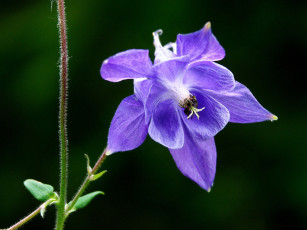 Картинка цветы аквилегия водосбор стебель листья
