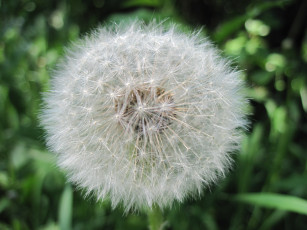 Картинка цветы одуванчики одуванчик зеленый фон