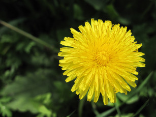 Картинка цветы одуванчики зеленый фон одуванчик