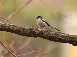 Картинка животные синицы лазоревки ветка