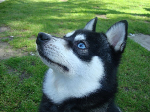 Картинка животные собаки хаски