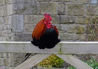 Картинка животные куры петухи забор петух