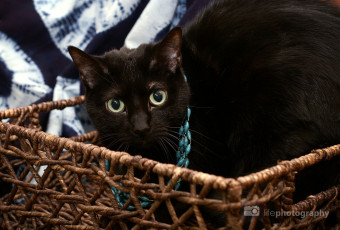 Картинка животные коты корзина бусы