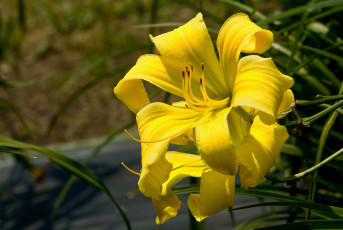 Картинка цветы лилии лилейники желтый