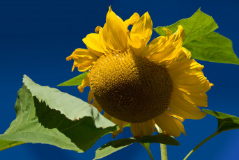 Картинка цветы подсолнухи подсолнух