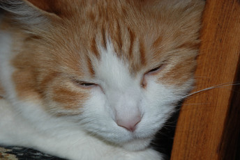 Картинка животные коты рыжий